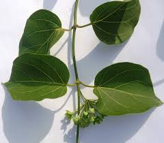 Image result for Marsdenia dregea