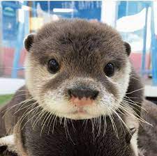 Please Follow Iloveotters Boopable Snoot Otter Otters Cute Babyotter Otterlove Country Countryliving Otters Cute Cute Baby Animals Cute Funny Animals