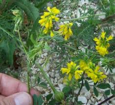 Image result for Trigonella