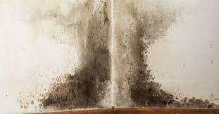 Check spelling or type a new query. Black Mold Exposure Symptoms Treatment And Prevention