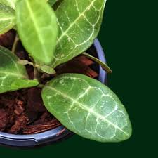 Image result for Halleria elliptica