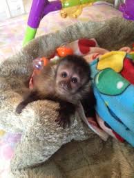 We take great pride in taming and socializing our monkeys so that they can be your life companions and adorable members of the. Pet Baby Monkey For Sale Pet S Gallery