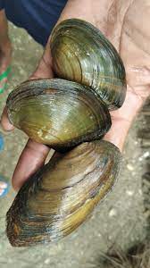Scopri ricette, idee per la casa, consigli di stile e altre idee da provare. Mengolah Kijing Besar Air Tawar Resep Oseng Oseng Kijing Pedas Cara Masak Kerang Air Tawar Kijing Empuk Dan Enak Youtube