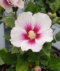 Image result for Hibiscus pusillus