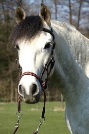 Wie funktioniert es, für wen und wann ist es geeignet? Der Wanderreitershop Onlineshop Fur Pferd Und Reiter Kopfstuck Syringa Sidepull Bitless Bridle In Einem Westernsidepull Von Barefoot