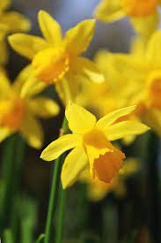 Narcissus Daffodil Planting And Caring For The Spring Sun Bringing Flowers
