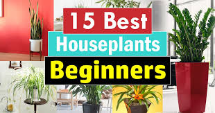 The planting formula is simple: 15 Best Houseplants For Beginners Balcony Garden Web