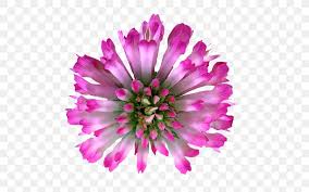 Huge collection, amazing choice, 100+ million high quality, affordable rf and rm images. Red Clover Flower Royalty Free Png 500x513px Red Clover Annual Plant Chrysanths Clover Cut Flowers Download