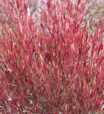 Image result for Dodonaea