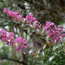 Image result for Lagerstroemia