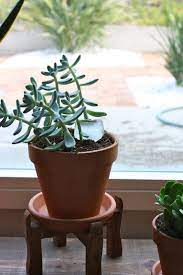 If you manage to get them to play with the it is for these reasons you don't bath a cat, period, unless absolutely necessary. Throw Ice Cubes On Plants To Water Them Great For Hanging Plants Hanging Plants Indoor Plants House Plants Indoor