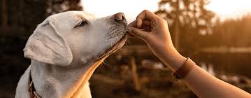 Receive a printed version and have access to a digital copy of your id. Service Dog Registration Emotional Support Dog Therapy Dog