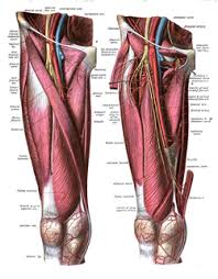 Femoral Artery Wikipedia