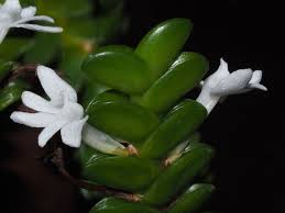 Image result for Angraecum distichum