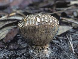 Image result for Scleroderma cepa