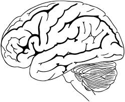 Whitepages is a residential phone book you can use to look up individuals. Brain Coloring And Drawing Page For Kids Human Brain Toddler Coloring Book Coloring Pages