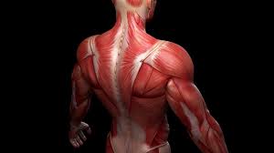 Jul 01, 2021 · tizanidine is used to help relax certain muscles in your body. Muscular System Biofoods