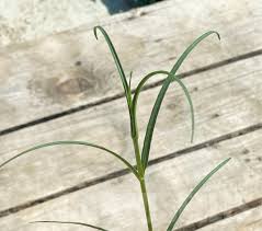 Image result for Stathmostelma gigantiflorum