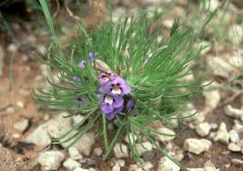 Image result for Aptosimum lineare