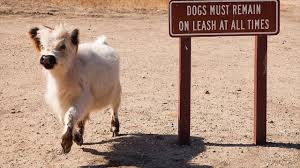 Dogs all motors for sale property jobs services community pets. You Can Have Your Very Own Fluffy Mini Cow In Your Back Yard Go Animals