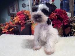 Miniature schnauzers are wonderful family pets. Miniature Schnauzer Puppies For Sale Corpus Christi Tx 67357