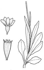 Wahlenbergia multicaulis tadgell's bluebell at mount ainslie request use of media. Plantnet Floraonline