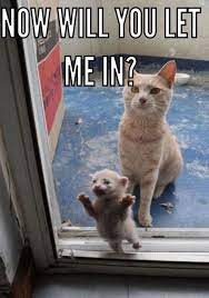The 51 Best Funny Cat Pictures Of All Time Funnycats Funnycat Funny Cat Pictures Baby Animals Funny Funny Animals
