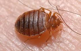 Serving ambler, lansdale and it is best to have them included into your routine pest control program to make sure you and your family are environmental services pest control, llc provides a solution to all these pests with our pest. Bed Bug Exterminator Montgomery County Pa By Tko Pest Control Medium