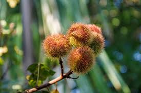 Image result for Bixaceae