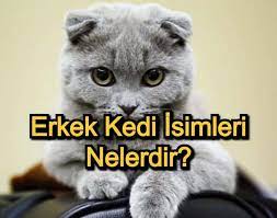 erkek kedi isimleri populer ve anlamli erkek kedi isimleri zovovo en iyi bilgi sitesi