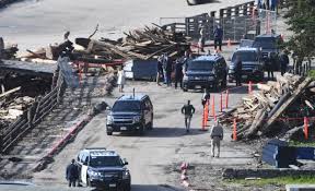 Image result for Bidens crocea