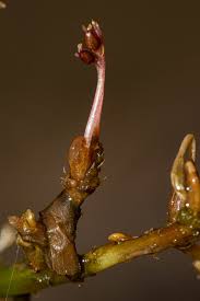 Image result for Inversodicraea