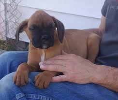 Finding a good breeder is the key to finding the right puppy. Boxer Puppies For Sale Eden Nc 295194 Petzlover