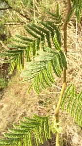 Image result for Acacia hebeclada