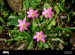 Image result for Zephyranthes minuta