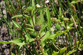 Image result for Eclipta prostrata