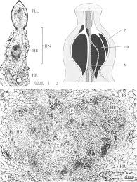 Image result for Alectra orobanchoides