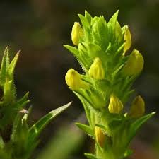 Wildflower Of The Day Orthocarpus Luteus Yellow Owl S Clover An Annual Herb Of Slender Growth Habit Usually Small Yellow Flowers Yellow Flowers Wild Flowers
