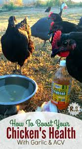 Feeding Garlic Acv To Your Chickens