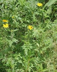 Image result for Bidens schimperi