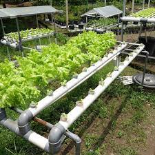 Instagram Photo By Indmira May 7 2016 At 1 51pm Utc Aquaponics Water Saving Gardening Vertical Farming