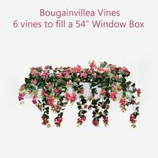 Popular window box flowers of good quality and at affordable prices you can buy on aliexpress. Diy Artificial Bougainvillea Vines For Window Boxes