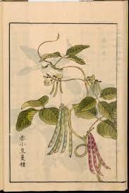 Image result for Vigna umbellata