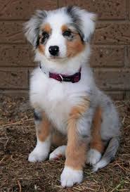 Australian shepherds or aussies are lean, medium, bobtailed dogs and a cowboy favorite for guarding and herding at ranches, rodeos, and horse shows. Australian Shepherd Puppy Yeeeee Australianshepherdgrey Friendly Dog Breeds Cute Dogs Cute Dog Pictures