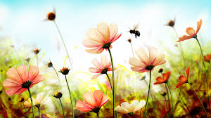 4k Ultra Hd Wallpapers Free Hd Wallpapers Backgrounds Download Nature Wallpaper Flower Wallpaper Spring Desktop Wallpaper