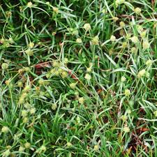 Image result for Kyllinga squamulata