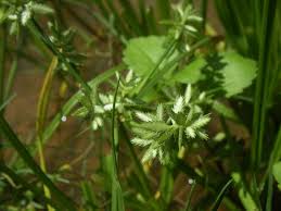 Image result for Pycreus pumilus