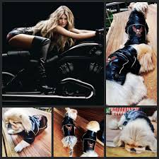 Moda Kopek Kiyafetleri Kopek Modasi Kopek Modasi Kopek Giysileri Kopekler Dod Clothes Pet Clothes Panda Sweatshirt Yorkie Pekingese Lea Goruntuler Ile Deri Ceket Kopek Panda