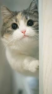 cats おしゃれまとめの人気アイデア pinterest audrei casatti 子猫 動物 猫