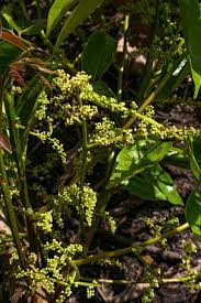 Image result for Pseudospondias microcarpa